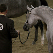 2009 Egyptian Event - Tuesday