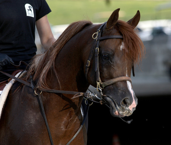 2009 Egyptian Event - Tuesday