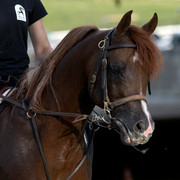 2009 Egyptian Event - Tuesday