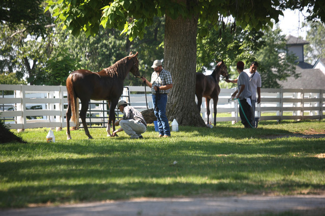 2009 Egyptian Event - Tuesday