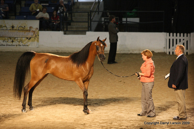 2009 Egyptian Event - Tuesday