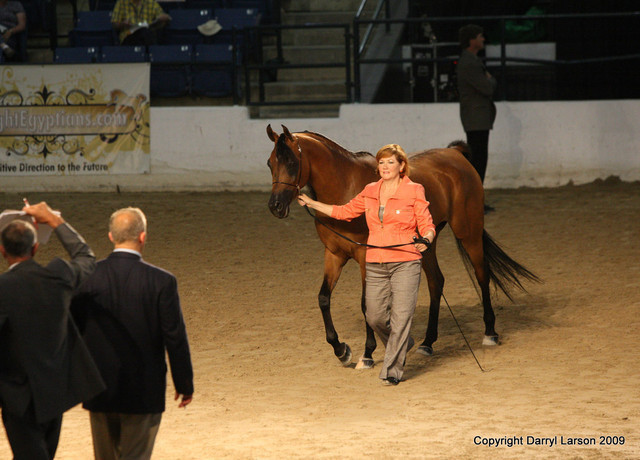 2009 Egyptian Event - Tuesday