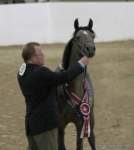 2009 Egyptian Event - Tuesday