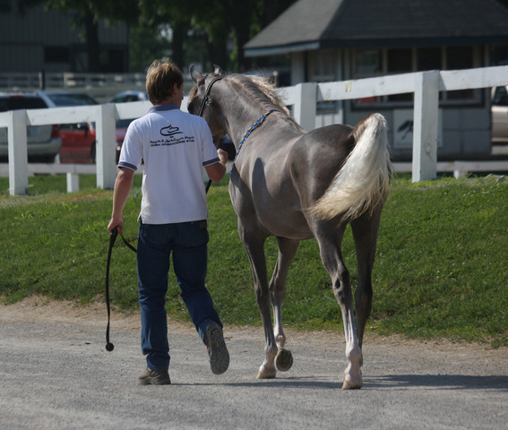 2009 Egyptian Event - Tuesday