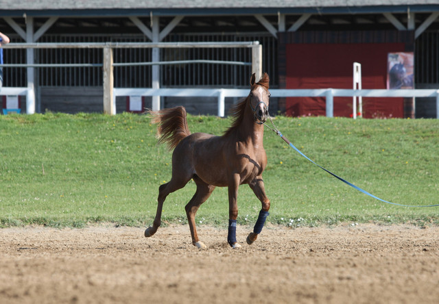 2009 Egyptian Event - Tuesday