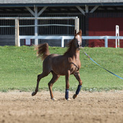 2009 Egyptian Event - Tuesday