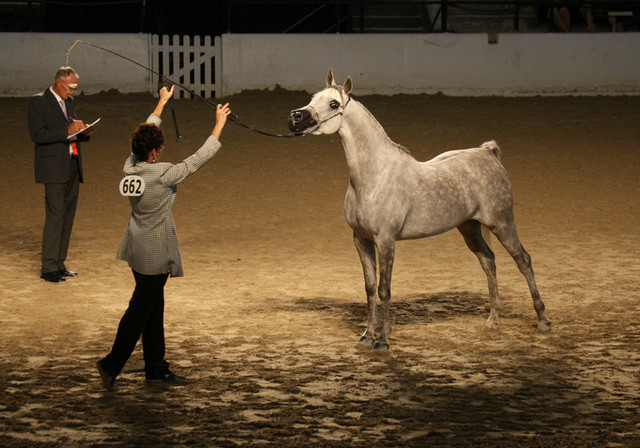 2009 Egyptian Event - Tuesday