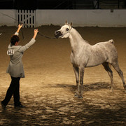 2009 Egyptian Event - Tuesday