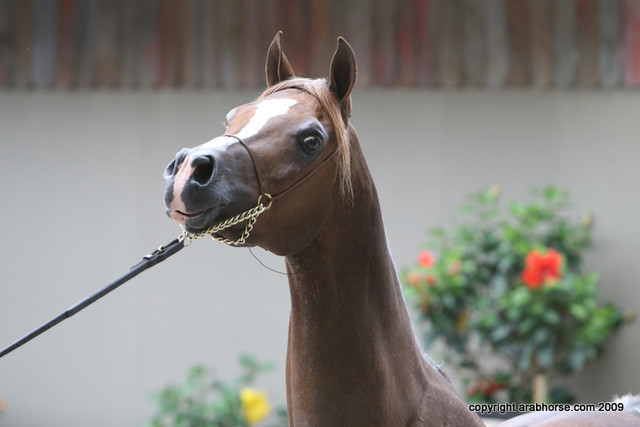 2009 Egyptian Event - Barn Parties