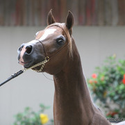 2009 Egyptian Event - Barn Parties