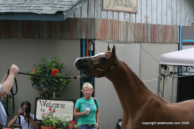 2009 Egyptian Event - Barn Parties