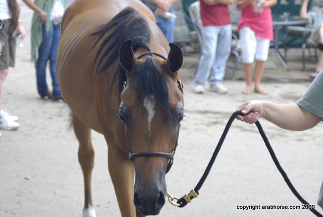 2009 Egyptian Event - Barn Parties