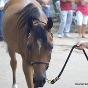 2009 Egyptian Event - Barn Parties