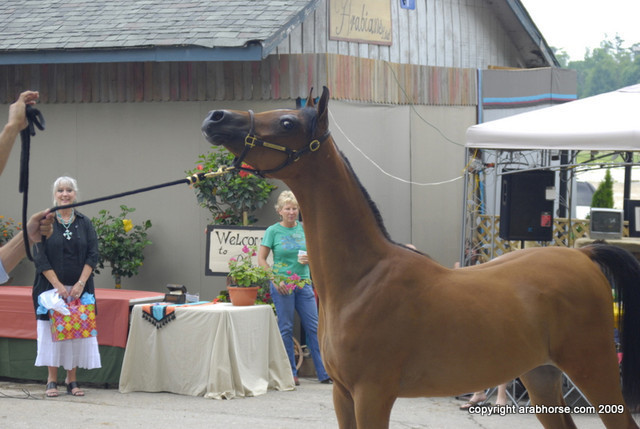 2009 Egyptian Event - Barn Parties