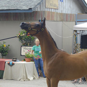 2009 Egyptian Event - Barn Parties