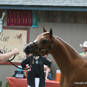 2009 Egyptian Event - Barn Parties
