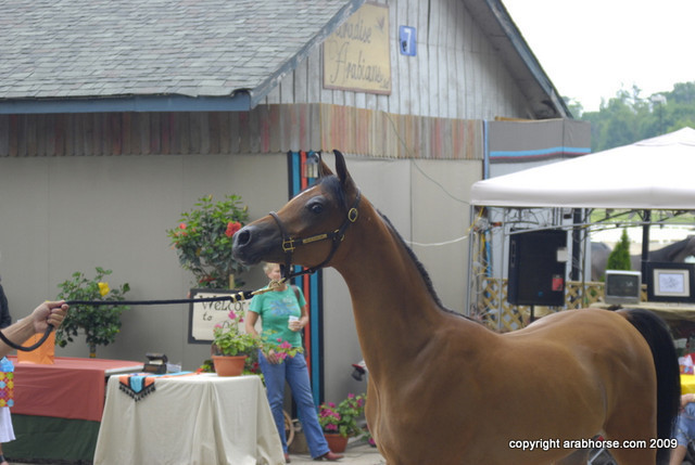 2009 Egyptian Event - Barn Parties