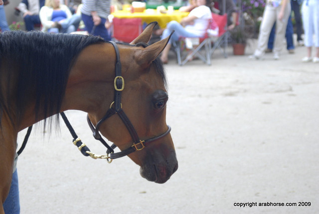 2009 Egyptian Event - Barn Parties