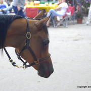 2009 Egyptian Event - Barn Parties