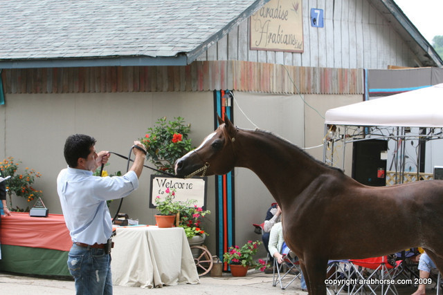 2009 Egyptian Event - Barn Parties