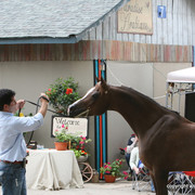 2009 Egyptian Event - Barn Parties