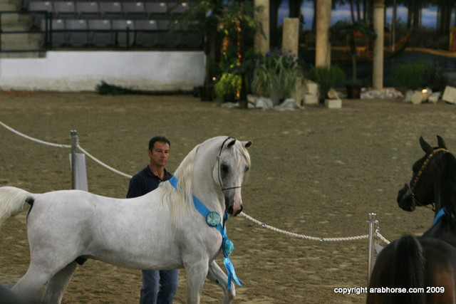 2009 Egyptian Event - Stallion Showcase