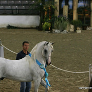 2009 Egyptian Event - Stallion Showcase