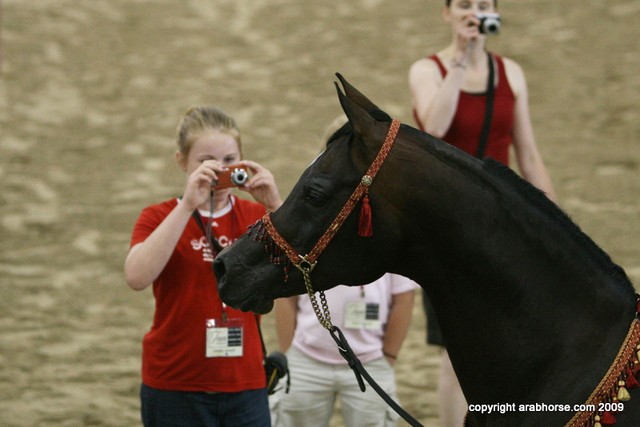 2009 Egyptian Event - Stallion Showcase