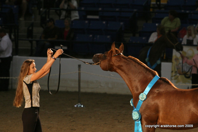 2009 Egyptian Event - Stallion Showcase