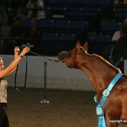 2009 Egyptian Event - Stallion Showcase