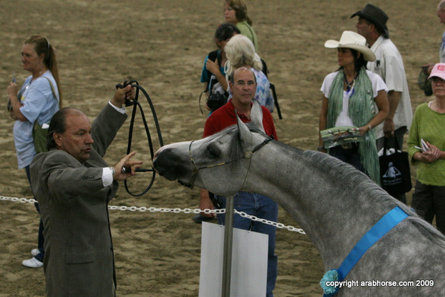 2009 Egyptian Event - Stallion Showcase
