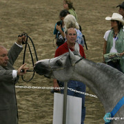 2009 Egyptian Event - Stallion Showcase