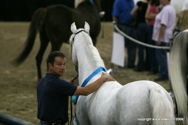 2009 Egyptian Event - Stallion Showcase