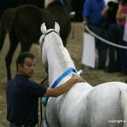 2009 Egyptian Event - Stallion Showcase