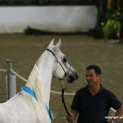 2009 Egyptian Event - Stallion Showcase