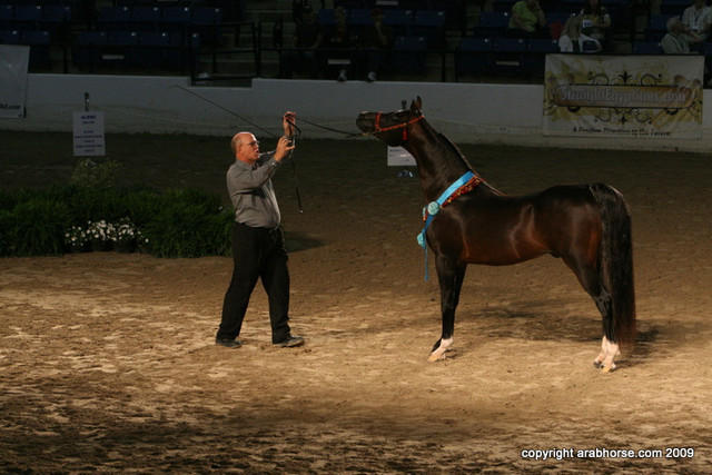 2009 Egyptian Event - Stallion Showcase