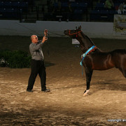2009 Egyptian Event - Stallion Showcase