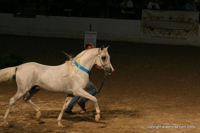 2009 Egyptian Event - Stallion Showcase