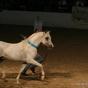 2009 Egyptian Event - Stallion Showcase