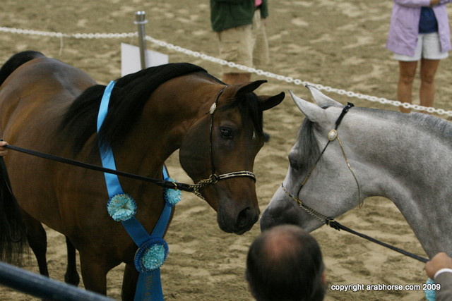 2009 Egyptian Event - Stallion Showcase