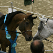 2009 Egyptian Event - Stallion Showcase