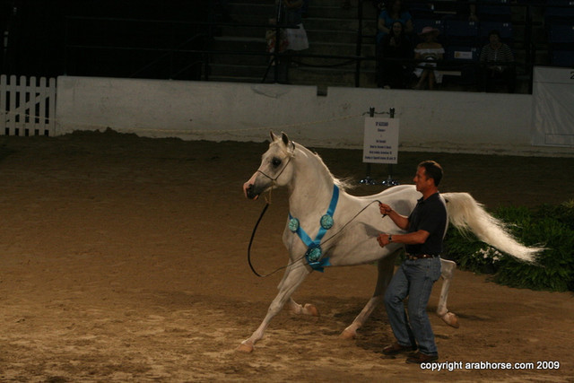 2009 Egyptian Event - Stallion Showcase