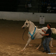 2009 Egyptian Event - Stallion Showcase