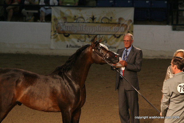 2009 Egyptian Event - Stallion Showcase