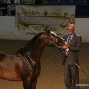 2009 Egyptian Event - Stallion Showcase