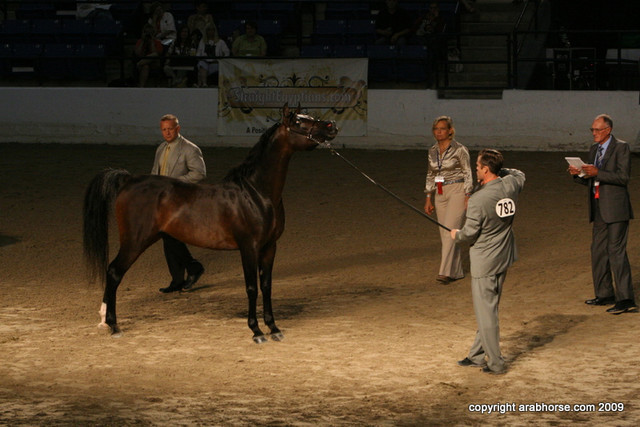 2009 Egyptian Event - Stallion Showcase