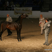 2009 Egyptian Event - Stallion Showcase