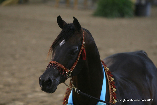 2009 Egyptian Event - Stallion Showcase