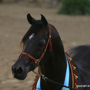 2009 Egyptian Event - Stallion Showcase