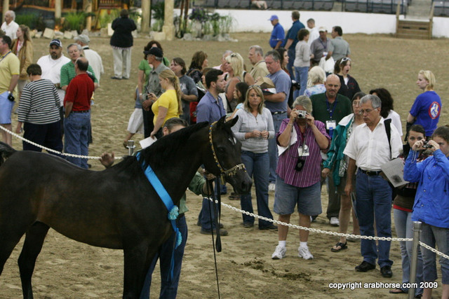 2009 Egyptian Event - Stallion Showcase